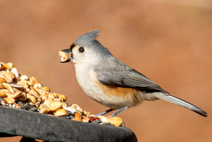 Big Bite - Photo by Marylou Lavoie