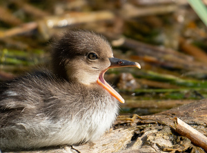 Big Yawn - Photo by Marylou Lavoie