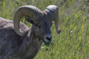 Class A HM: Bighorn ram by Nancy Schumann