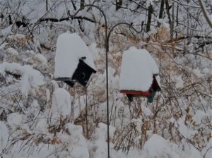 Bird House for Rent - Photo by James Haney