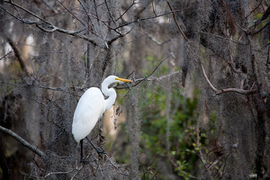 Class B HM: Bird in a tree by Robert McCue