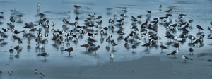 Birds in the early morning - Photo by Richard Busch