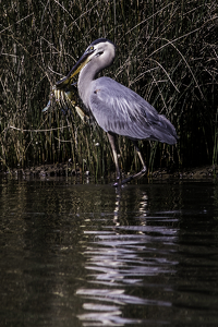 Bit Off More Than He Can Chew - Photo by Peter Rossato