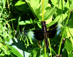 Black and White Dragon - Photo by Charles Huband