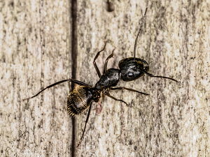 Black Ant - Photo by Frank Zaremba MNEC