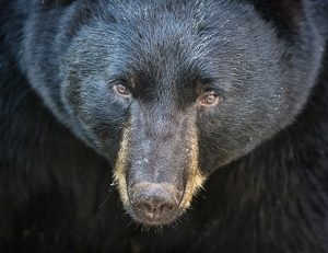 Black Bear by Danielle D'Ermo