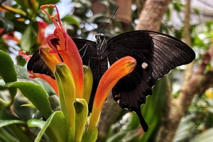 Black Beauty - Photo by Dolores Brown