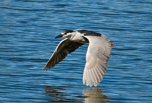 Class B HM: Black Crowned Night Heron in flight. by Wendy Rosenberg