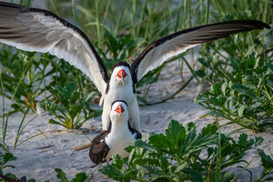 Black Skimmers Starting a Brood - Photo by John Straub