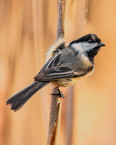 Black toped Chickadee on cat tail - Photo by Frank Zaremba MNEC