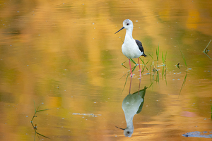 Black Winged Stilt at morning Sunrise - Photo by Aadarsh Gopalakrishna