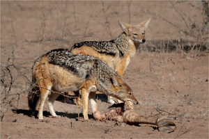 Black-backed Jackals Having Dinner - Photo by Susan Case