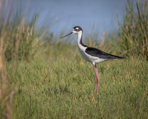 Black-necked Stilt - Photo by Merle Yoder