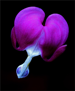 Bleeding Heart - Photo by Bill Latournes