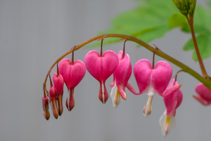 Bleeding Heart - Photo by Linda Fickinger