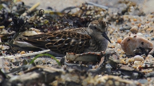 Blending In On The Beach - Photo by Bill Latournes