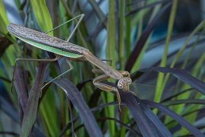 Blending In - Photo by Bill Payne