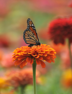 Blending In - Photo by Linda Fickinger