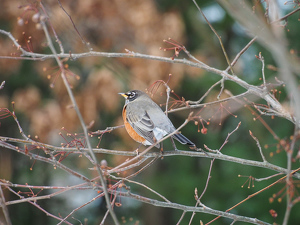 Blending In - Photo by Marylou Lavoie