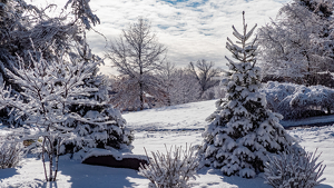 Bloomfield Winter Wonderland - Photo by John Clancy