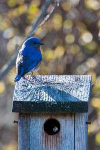 Blue Bird - Photo by Aadarsh Gopalakrishna