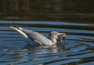 Blue Crab for Dinner - Photo by Lorraine Cosgrove