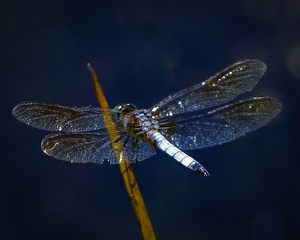 Blue Dasher - Photo by Quyen Phan