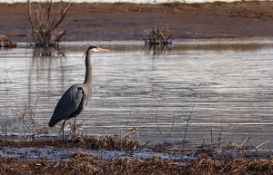 Blue Heron looking for breakfast - Photo by Mireille Neumann