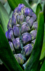 Blue Hyacinth - Photo by Frank Zaremba MNEC