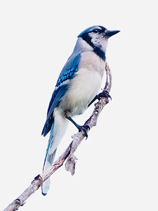 Class B 2nd: Blue Jay by Quyen Phan