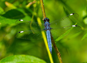 Blue Spangled - Photo by Marylou Lavoie