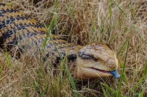 Blue Tongue Skink - Photo by Linda Fickinger