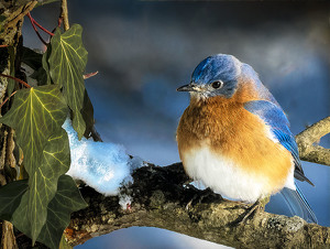 Class B HM: Bluebird with first snow by Bert Sirkin