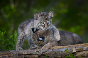 Bob Cat Kittens Playing - Photo by Danielle D'Ermo