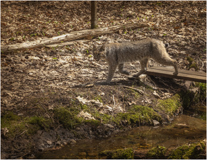 Bobcat on the boards - Photo by Eric Lohse