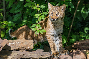 Class B 2nd: Bobcat by John Clancy