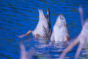 Bottoms Up - Photo by Marylou Lavoie