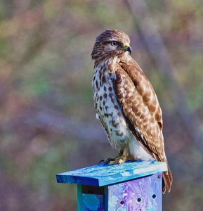 Box Lunch? - Photo by Ben Skaught