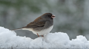 Breakfast in the Snow - Photo by Karin Lessard