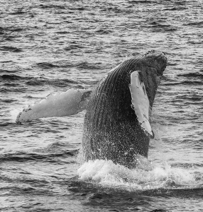 Breeching Humpback - Photo by Lorraine Cosgrove