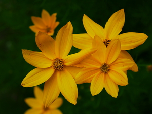 Bright As Day - Photo by Julie Keller