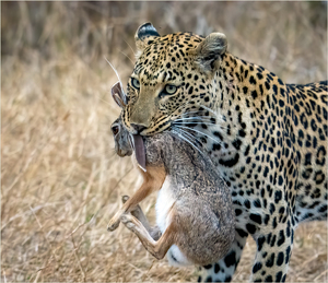 Bringing Dinner Home - Photo by Susan Case