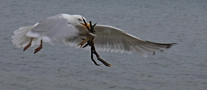 Bringing Home Dinner - Photo by Bill Latournes