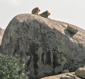 Brothers Enjoying The View - Photo by Louis Arthur Norton