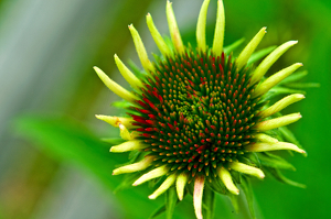 buds - Photo by John Parisi