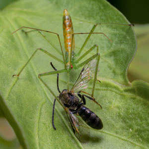 Class A HM: Bug On Bee Crime by Karin Lessard