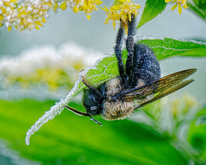 Bumble Bee on a Frosty Morning - Photo by John McGarry