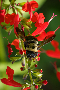 Bumble Bee - Photo by Jeff Levesque