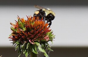 Bumblebee on Echinacea - Photo by Mireille Neumann