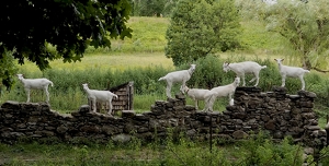 Bunch of goats on a rock wall - Photo by Quyen Phan